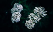Yarrow: Nature's Potent Healer for Wounds, Inflammation, and More