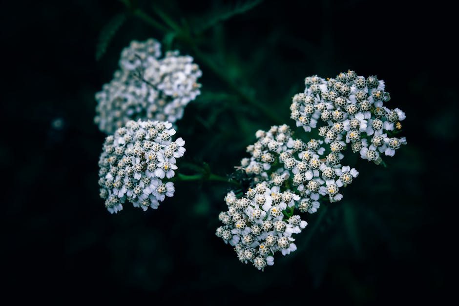 Yarrow: Nature's Potent Healer for Wounds, Inflammation, and More 2 Yarrow: Nature's Potent Healer for Wounds, Inflammation, and More