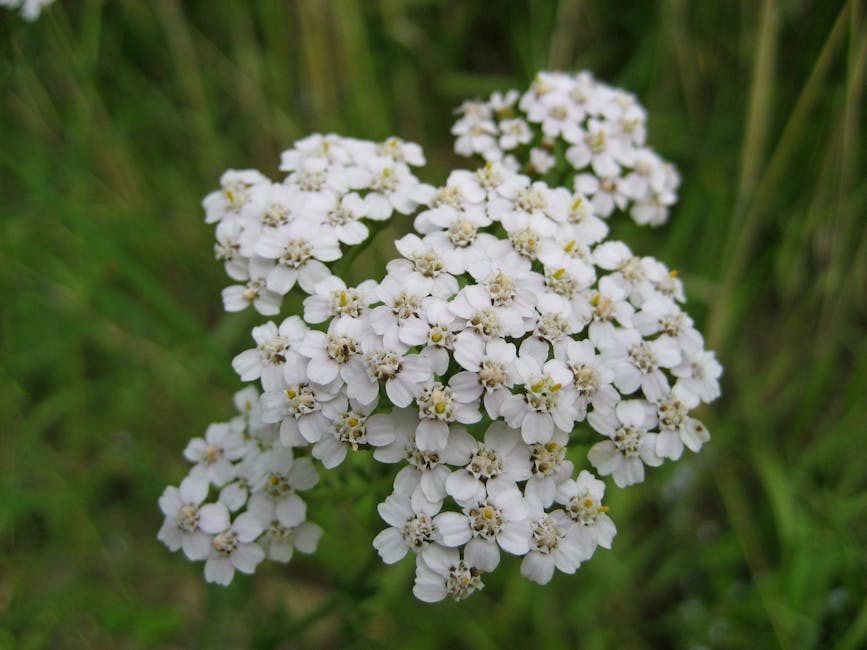 Yarrow: A Comprehensive Guide to Uses, Benefits, and Precautions 3 Yarrow: A Comprehensive Guide to Uses, Benefits, and Precautions