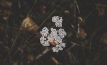 Yarrow: A Comprehensive Guide to Uses, Benefits, and Precautions
