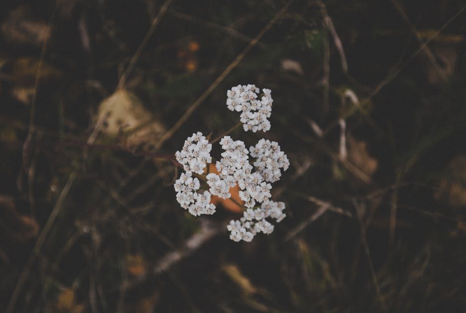 Yarrow: A Comprehensive Guide to Uses, Benefits, and Precautions 2 Yarrow: A Comprehensive Guide to Uses, Benefits, and Precautions