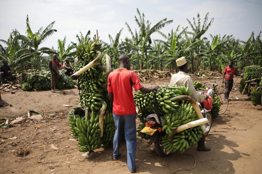 Leveraging Technology to Bridge Educational Gaps in Uganda