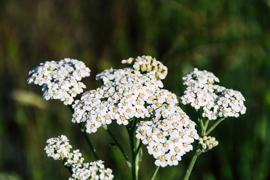 Yarrow: A Comprehensive Guide to Its Medicinal Uses, Benefits, and Precautions 4 Yarrow: A Comprehensive Guide to Its Medicinal Uses, Benefits, and Precautions