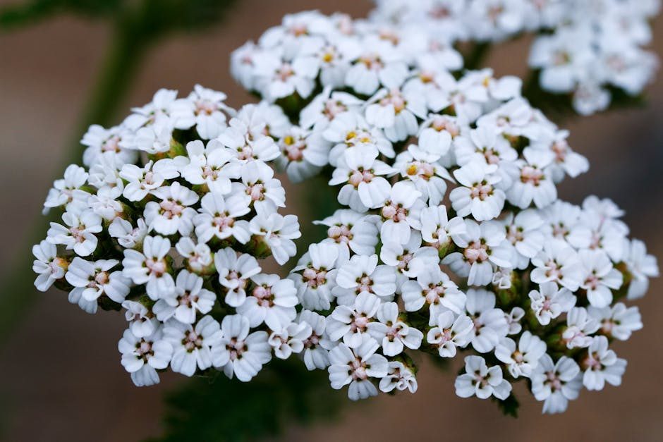The Healing Power of Yarrow: A Comprehensive Guide 4 The Healing Power of Yarrow: A Comprehensive Guide
