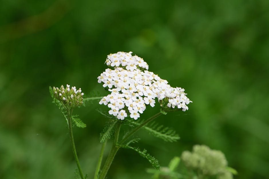 Yarrow: Nature's Potent Wound Healer and More 3 Yarrow: Nature's Potent Wound Healer and More