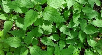 Wildcrafting: A Beginner’s Guide to Ethical Foraging and the Power of Plant Medicine