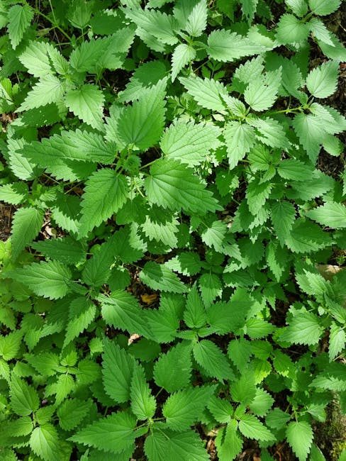 Wildcrafting: A Beginner's Guide to Ethical Foraging and the Power of Plant Medicine 1 Wildcrafting: A Beginner's Guide to Ethical Foraging and the Power of Plant Medicine
