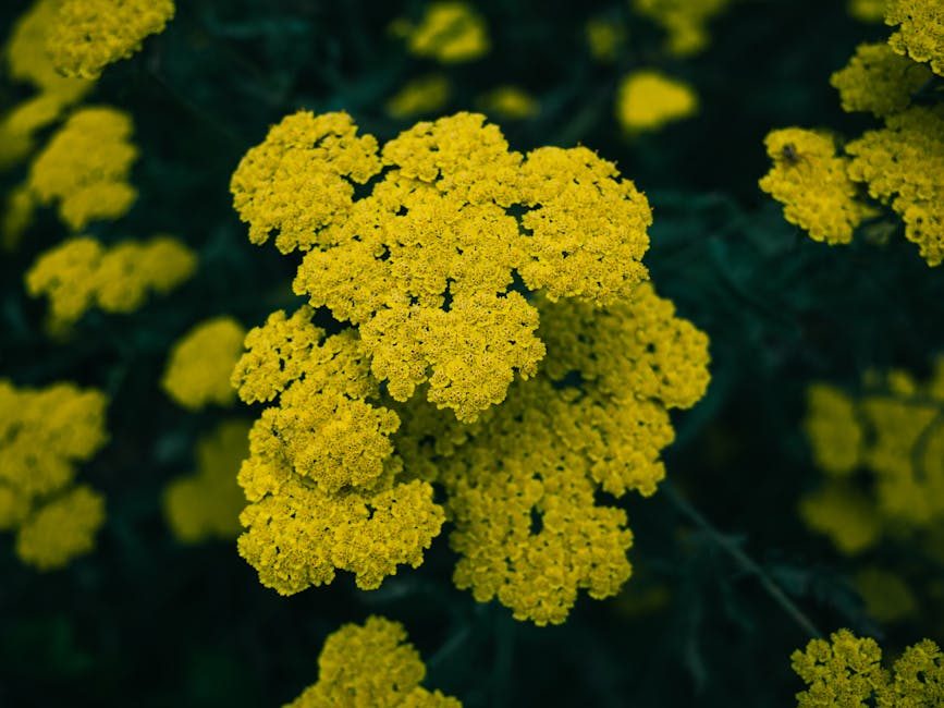 Yarrow: Nature's Versatile Healer – Unveiling the Power of Achillea millefolium
