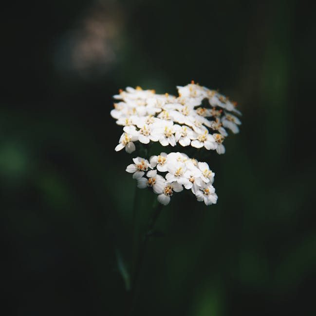 Yarrow: Nature's Potent Healer - Unveiling the Secrets of Achillea millefolium 3 Yarrow: Nature's Potent Healer - Unveiling the Secrets of Achillea millefolium