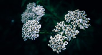Yarrow: Nature’s Potent Healer for Wounds, Inflammation, and More