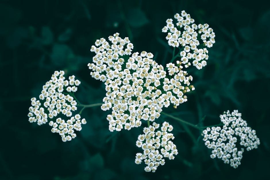 Yarrow: Nature's Potent Healer for Wounds, Inflammation, and More