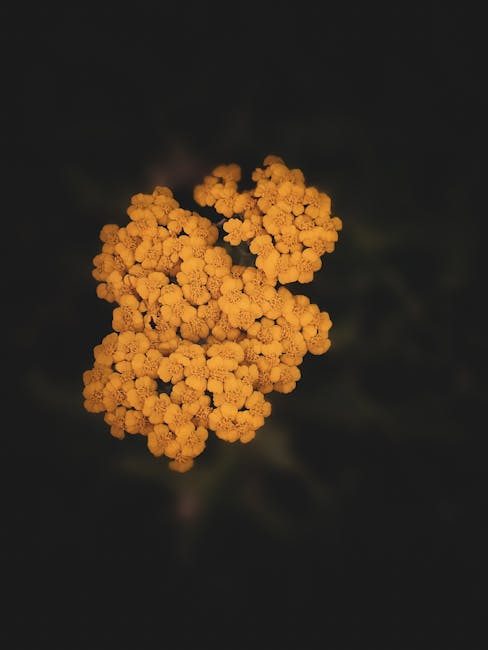 The Healing Power of Yarrow: A Comprehensive Guide