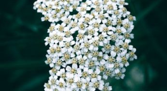 The Healing Power of Yarrow: A Comprehensive Guide to Uses, Benefits, and Precautions
