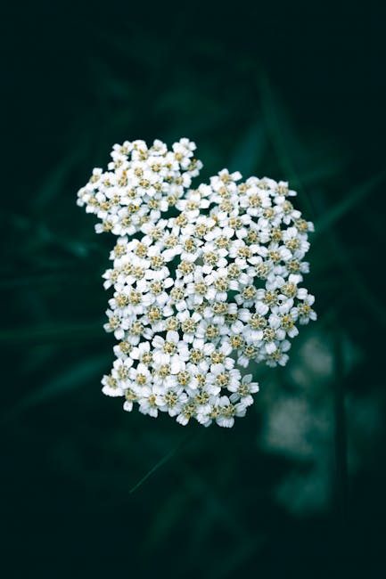 The Healing Power of Yarrow: A Comprehensive Guide 3 The Healing Power of Yarrow: A Comprehensive Guide
