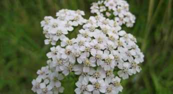 Yarrow: Nature’s Potent Wound Healer and More