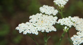 Yarrow: Nature’s Potent Wound Healer and More