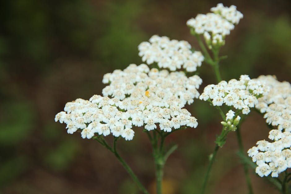 Yarrow: Nature's Potent Wound Healer and More