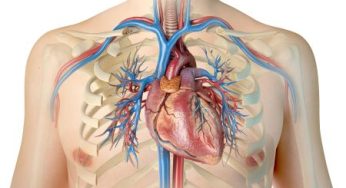 Chapter 3.1: The Heart, Blood Circulation, and Gas Exchange