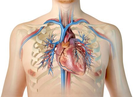 Chapter 3.1: The Heart, Blood Circulation, and Gas Exchange