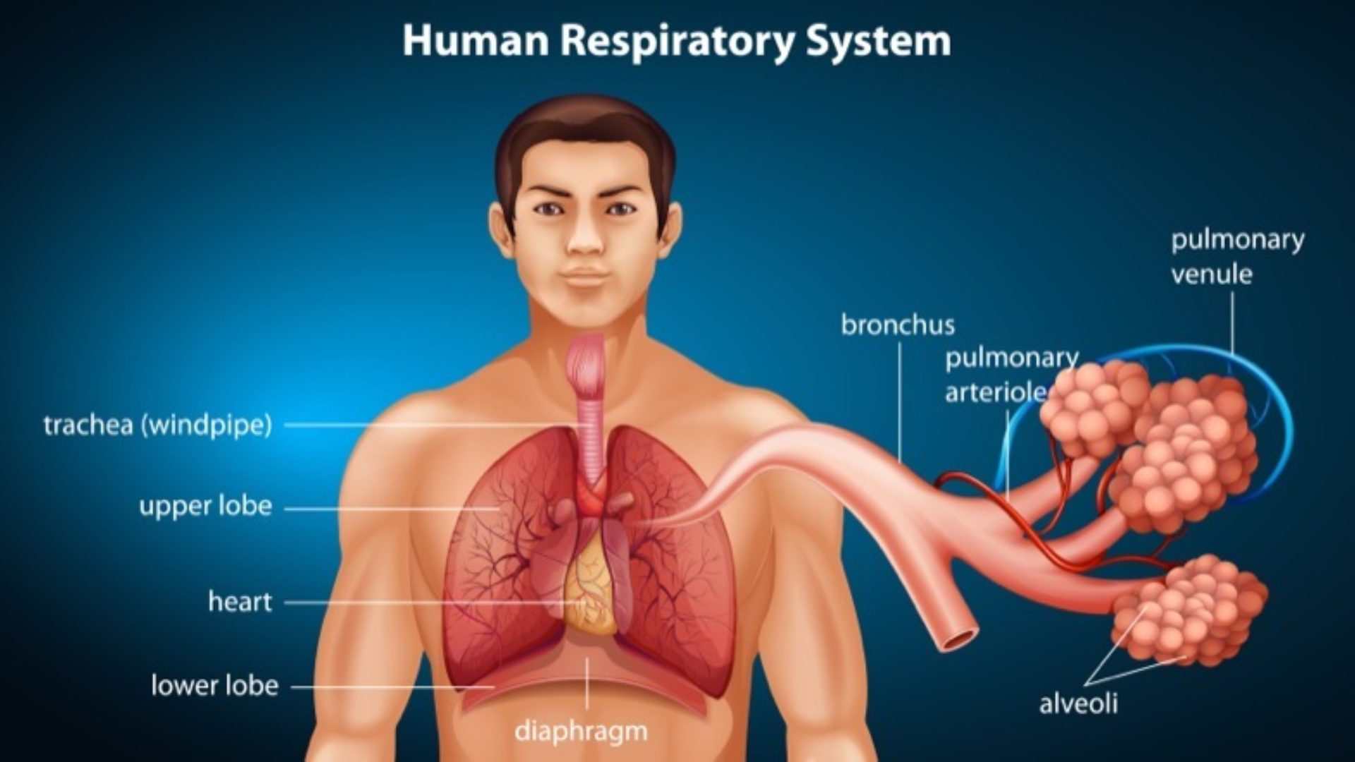 CHAPTER 4: RESPIRATION