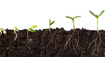 CHAPTER 2: NUTRITION IN PLANTS