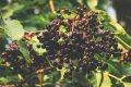 Elderberry: The Wildcrafted Herb That Fights Illness Naturally 13 Elderberry: The Wildcrafted Herb That Fights Illness Naturally