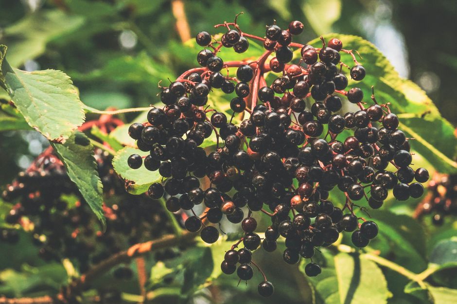 Elderberry: The Wildcrafted Herb That Fights Illness Naturally