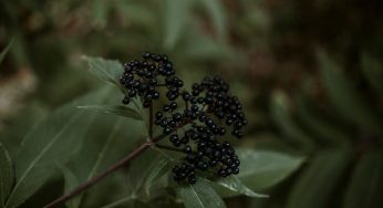 Elderberry: The Ancient Immune Herb That Modern Science Validates