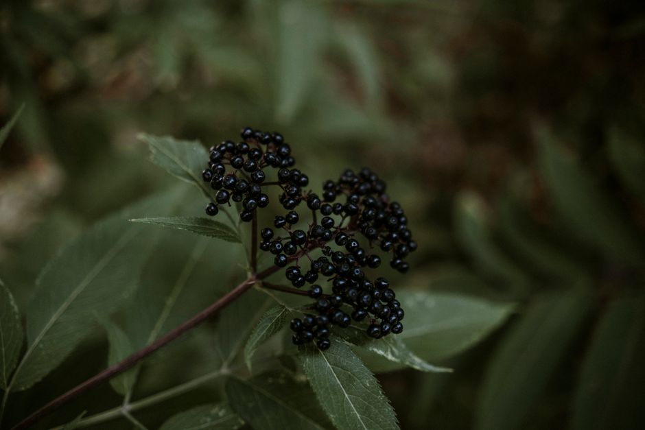 Elderberry: The Ancient Immune Powerhouse You Need Now 16 Elderberry: The Ancient Immune Powerhouse You Need Now